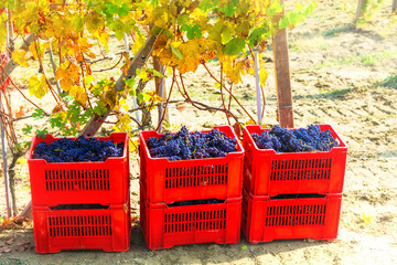 Autumn harvest - golden vineyards and grape in baskets. Tuscany, Italy