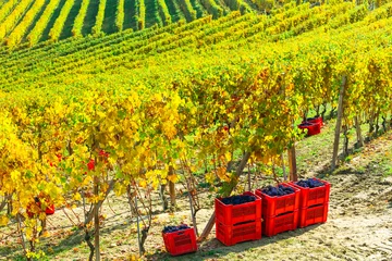 Gordijnen Autumn harvest - golden vineyards and grape of Piemonte, Italy © Freesurf