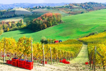 Poster Autumn harvest - golden vineyards and grape of Piemonte, Italy © Freesurf