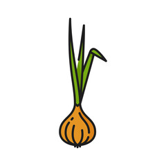 Onion root vegetable with leaves, color thin line icon. Vector grocery veggie spicy food. Whole nutrition tuber, root vegetable, onion unpeeled bulb
