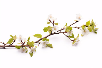 Obraz premium A branch of Beech with blossoms isolated on a plain white canvas.