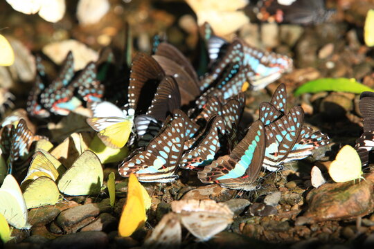 Many wild butterfly's on ground in Ban Krang campsites  in kaeng  krachan national park Phetchaburi, Thailand