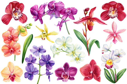 Orchids flowers set. Tropical plants, orchid flora watercolor illustration, botanical painting, hand drawing clipart