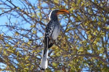 Gelbschnabeltoko (tockus flavirostris) in einem Baum m Etoscha Nationalpark in Namibia.