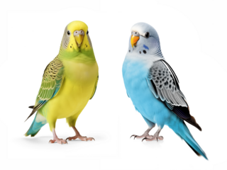 two parakeet portrait on isolated background
