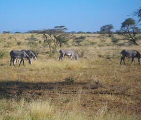Fototapeta na wymiar Zèbres de Grévy au Kenya