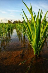 Young rice plants are fertile, growing in beautiful rows on land full of water, with a backdrop of...