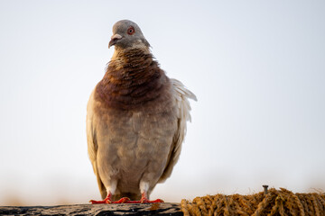 portrait of a pigeon on a background of the blue sky.
