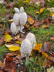 Mushrooms growing on the lawn near Julianowski Park in Lodz on a cloudy autumn morning, Lodz, Poland.