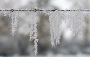Ice Crystals on Barbed Wire