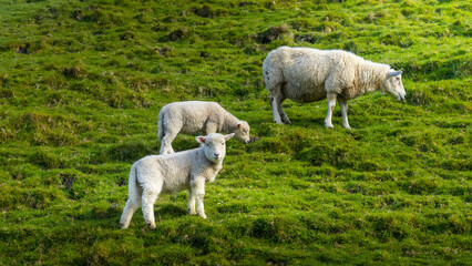 Obraz premium The photo shows sheeps in green spring meadow in New Zealand.