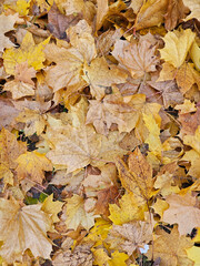 Sidewalk near Julianowski Park in Lodz covered with fallen yellow leaves on a cloudy autumn morning, Lodz, Poland.