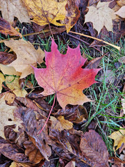 Lawn near Julianowski Park in Lodz covered with fallen colorful leaves on a cloudy autumn morning, Lodz, Poland.