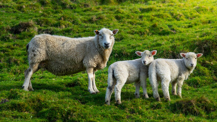 Obraz na płótnie Canvas The photo shows sheeps in green spring meadow in New Zealand.