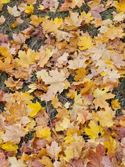 Lawn near Julianowski Park in Lodz covered with fallen colorful leaves on a cloudy autumn morning, Lodz, Poland.