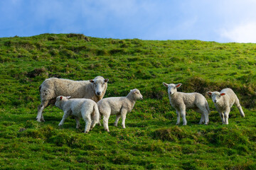 Obraz premium The photo shows sheeps in green spring meadow in New Zealand.