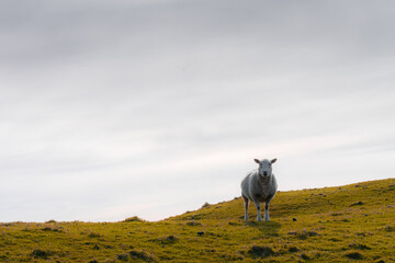 Obraz premium The photo shows sheeps in spring meadow in New Zealand.
