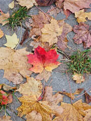 Sidewalk near Julianowski Park in Lodz covered with fallen colorful leaves on a cloudy autumn morning, Lodz, Poland.