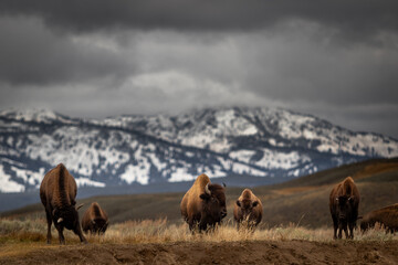 American bison buffalo in Yellowstone park national park image shows a herd of bison walking over a hill with the a snow covered mountain in the background, October 2023 © J.Woolley