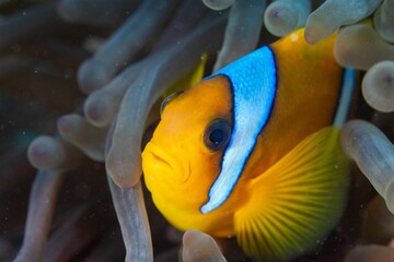 yellow fish with white chest surrounded by sea life in ocean