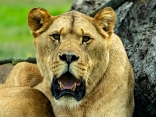 a lion cub with his mouth open on top of rocks