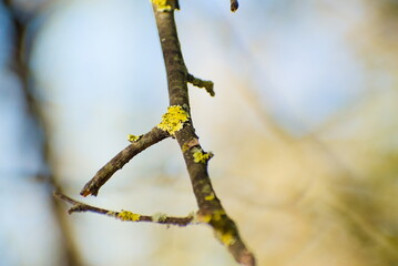Lichen on a branch in autumn