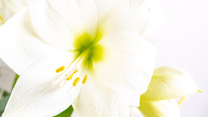 Beautiful white lily flower close up. Pistil and stamens covered with pollen. Macro. White...