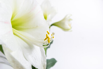 Beautiful white lily flower close up. Pistil and stamens covered with pollen. Macro. White background. Greeting card.