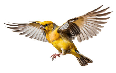 Obraz premium Finch Stuffed Bird Fluttering with His Wing on a Clear Surface or PNG Transparent Background.