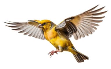 Finch Stuffed Bird Fluttering with His Wing on a Clear Surface or PNG Transparent Background.