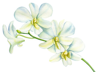 Obraz premium Red orchid flower, watercolor illustration, hand drawing exotic plants isolated on background