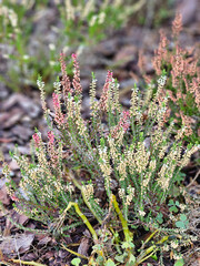 Colorful heathers growing in the garden on a sunny autumn day, Lodz, Poland.
