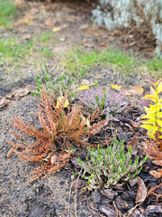 Colorful heathers growing in the garden on a sunny autumn day, Lodz, Poland.