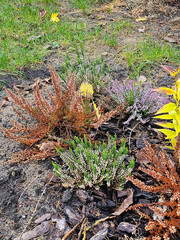 Colorful heathers growing in the garden on a sunny autumn day, Lodz, Poland.