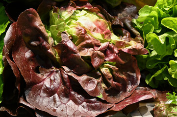 Red and green lettuce saladin on market.