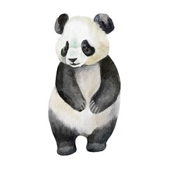 panda watercolour isolated on white