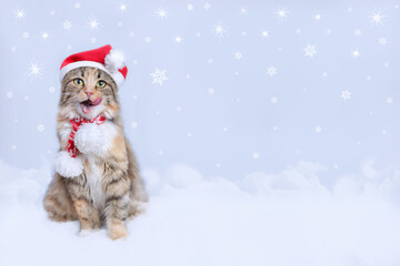 Studio portrait of a white Hungry cat licking its lips. Christmas Cat 