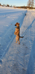 A small mutt standing like a suricat on a snowy mountain road near Glodowski Wierch at sunrise on a cold winter morning, Bukowina Tatrzanska, Poland.