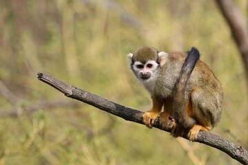 Common squirrel monkey