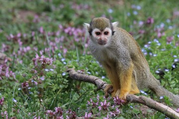 Common squirrel monkey