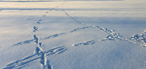 Fresh animal traces left in the snow near Bukowina Tatrzanska on a frosty winter morning, Bukowina...