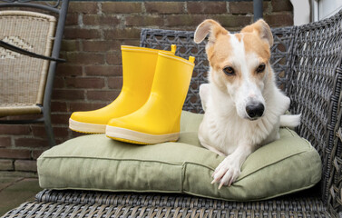 dog boots yellow autumn garden rain shoes rural outside