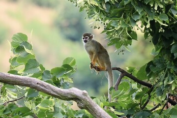 Common squirrel monkey