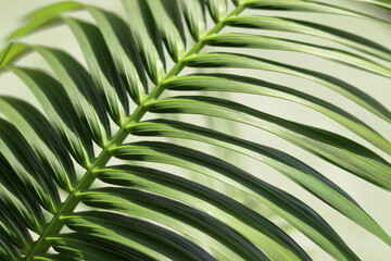 Tropical palm leaves.  Floral background. Macro Photography. Palm leaf texture closeup. Nature Abstract background