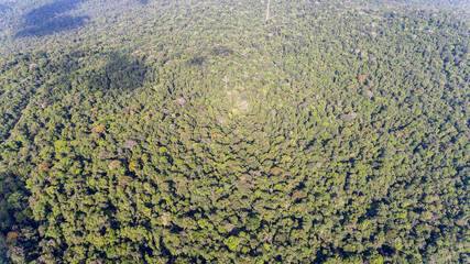 Naklejka premium Aerial carpet of endless Amazonian trees.