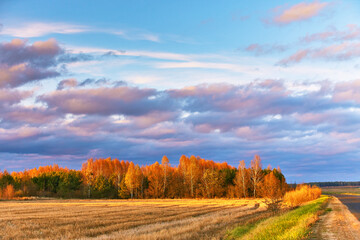 Fall colors birch trees. Empty harvested agriculture field, forest in distance. Clouds on rainy dramatic sky. Autumn wood rural landscape. November sunset.