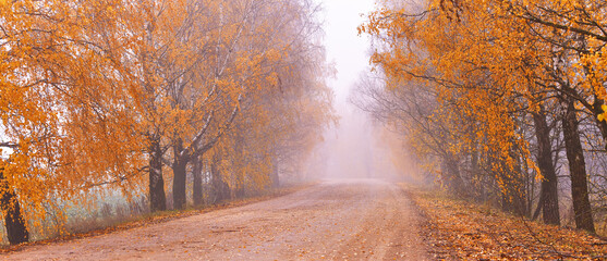 Colorful alley landscape in morning fog. Fall birch trees on dirt roadside. Autumn wood, rural view, red yellow leaves. Travel, walking. Natural tunnel. Loneliness and melancholy concept.