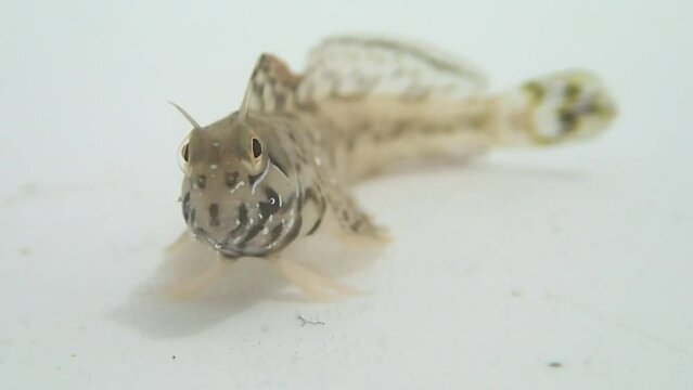 Sphinx blenny