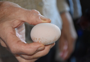 Elderly woman hand holding a farm egg, close up