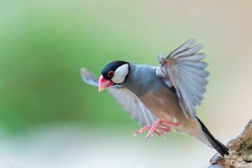 the bird is flying in unison on the branch of a tree